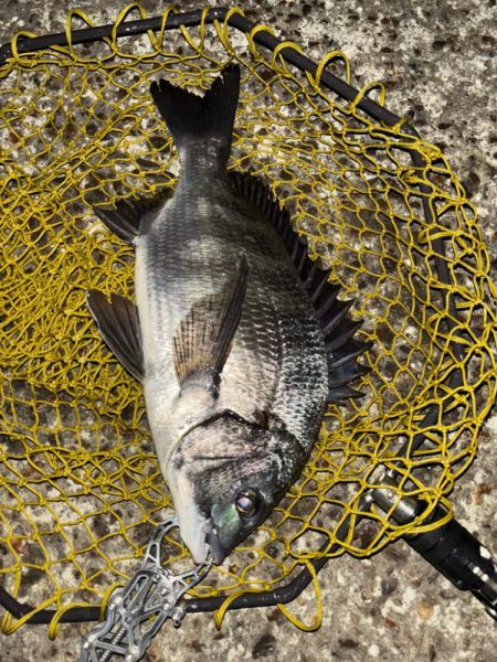 ヘチってきました