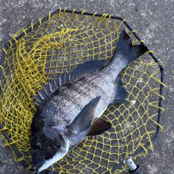 ヘチってきました