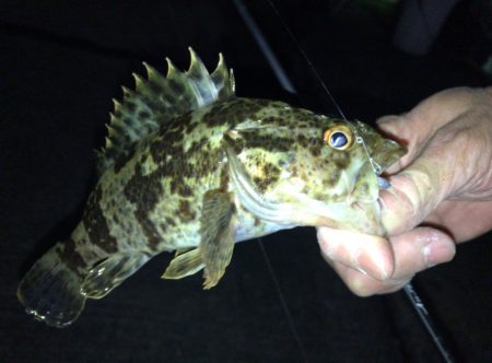 悶絶アジング&ロックフィッシュ