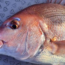 冬旬メダイ釣りですが・・・。