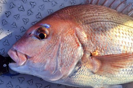 冬旬メダイ釣りですが・・・。