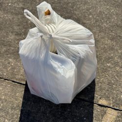 清掃活動：ガシリング釣れました♪