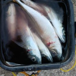 爆風アジング 尺有