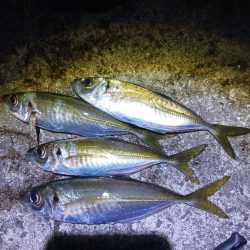 1発大物狙い成功？