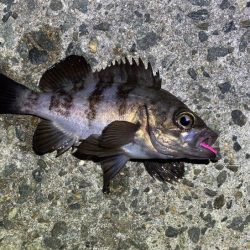 無風で絶好の釣り日和ですがメバルは激渋!