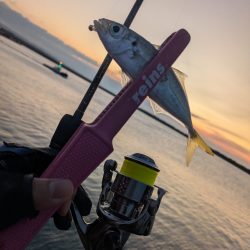 福田漁港   激渋朝まづめアジング