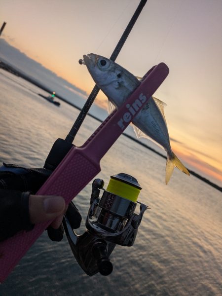 福田漁港   激渋朝まづめアジング
