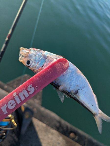 ライトゲーム全く…サビキでサッパ良好！