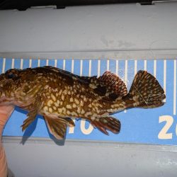 雨天ライトゲーム