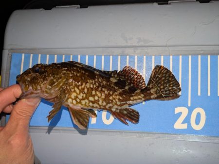 雨天ライトゲーム