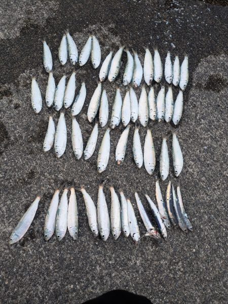 サビキでサッパ多とカタクチイワシ少