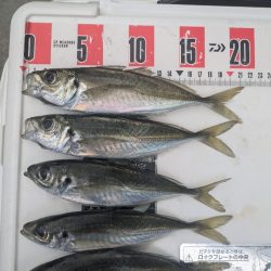 サビキ爆釣果