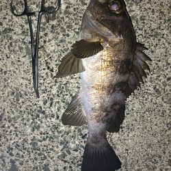 カサゴ祭ん🥹‪