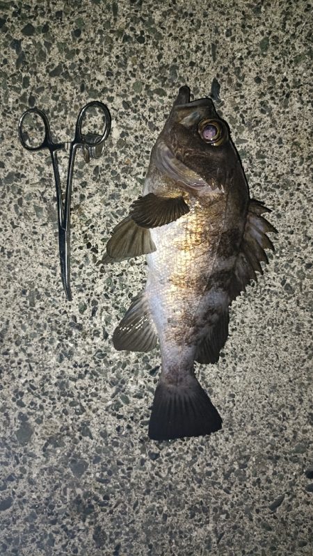 カサゴ祭ん🥹‪