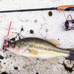 2025年開幕フィッシュ