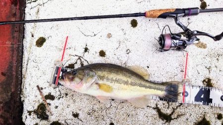 2025年開幕フィッシュ