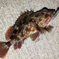 カサゴ＆メバル