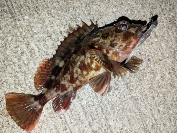 カサゴ＆メバル