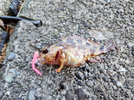 久しぶりのヤーツ