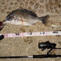 ようやく今年の初フィッシュ