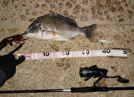 ようやく今年の初フィッシュ