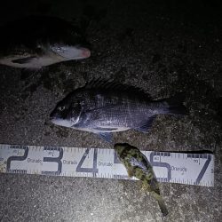2/7釣果のっこみチヌ