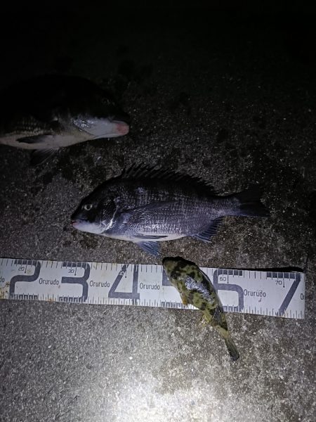 2/7釣果のっこみチヌ