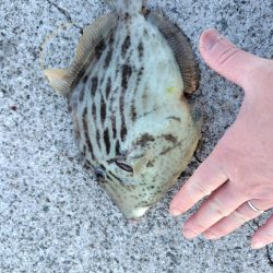 アジ居なくなった。