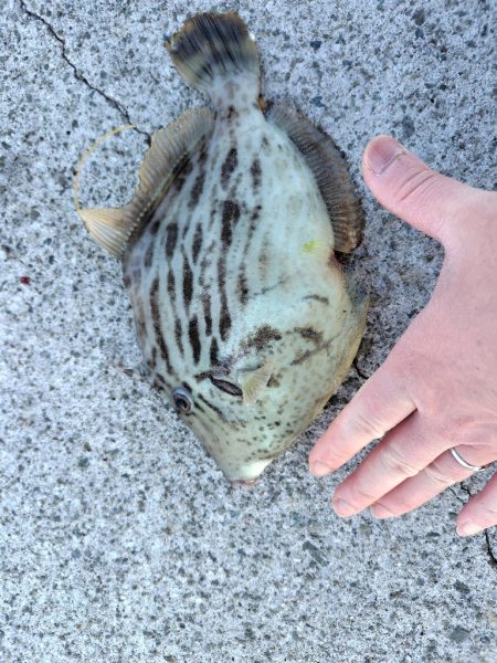 アジ居なくなった。