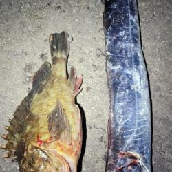 デカガシラ＆今シーズンもありがとタチウオ