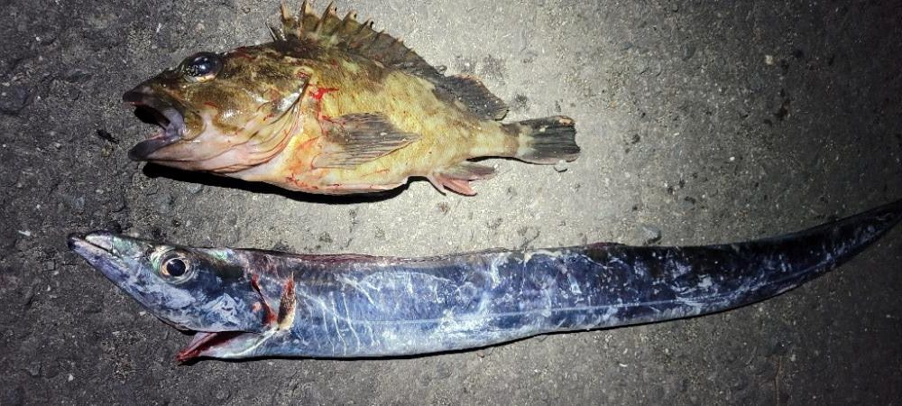 デカガシラ＆今シーズンもありがとタチウオ