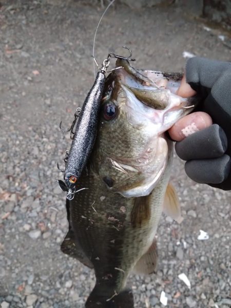 スクリューベイトで1本
