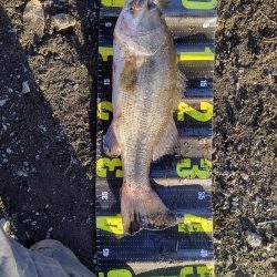 フリーリグで1本