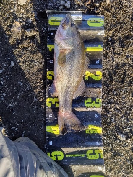 フリーリグで1本