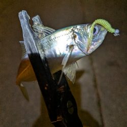 陸っぱり釣行記