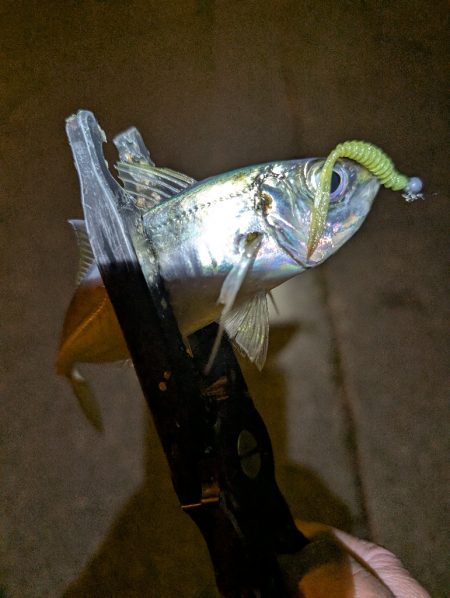 陸っぱり釣行記