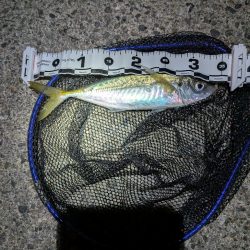 陸っぱり釣行記