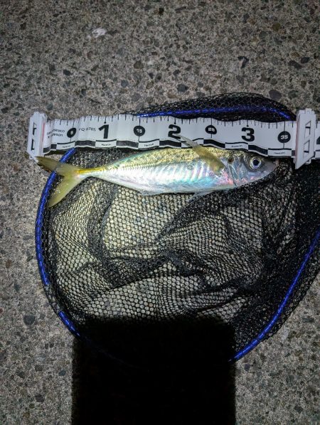 陸っぱり釣行記