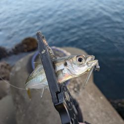 陸っぱり釣行記