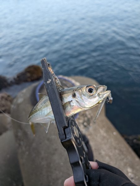 陸っぱり釣行記