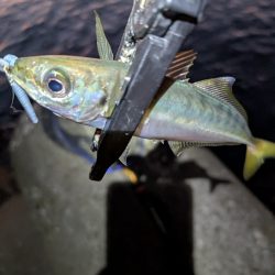 陸っぱり釣行記