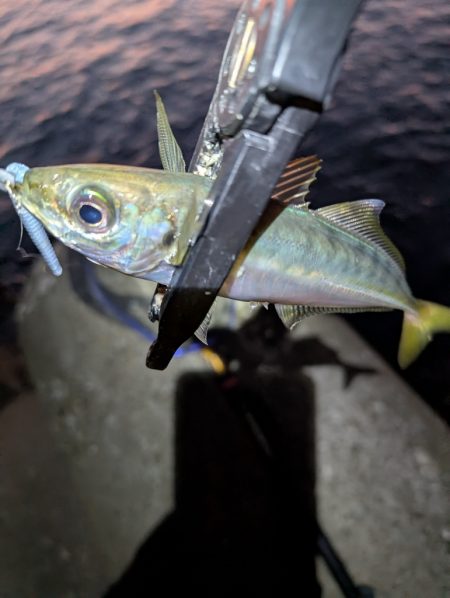 陸っぱり釣行記