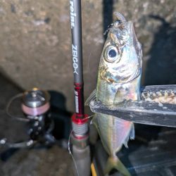 陸っぱり釣行記