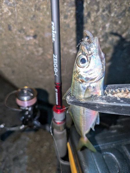 陸っぱり釣行記