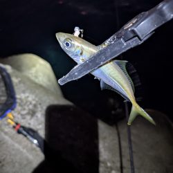 陸っぱり釣行記