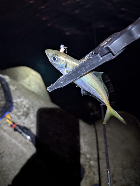 陸っぱり釣行記