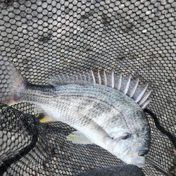 しごおわチニング