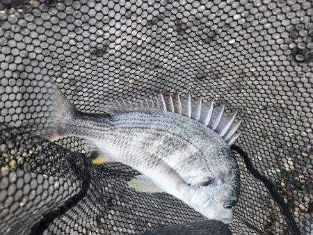 しごおわチニング