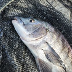 春の予感チニング