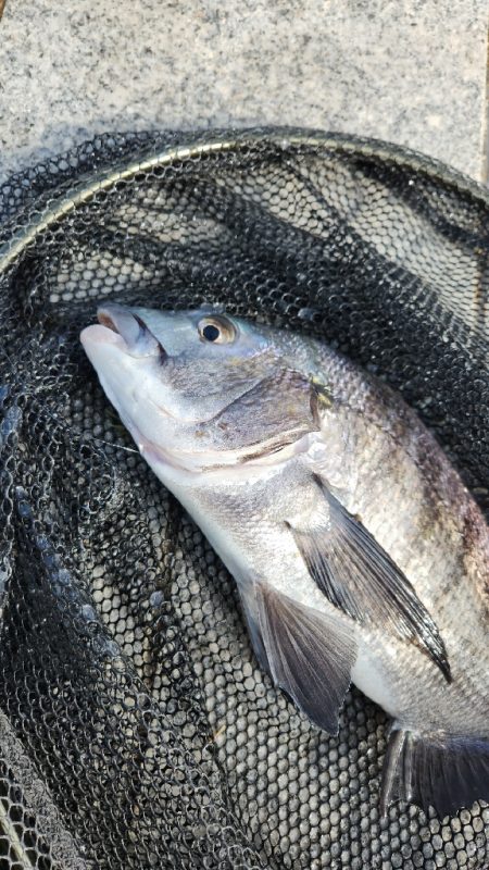 春の予感チニング